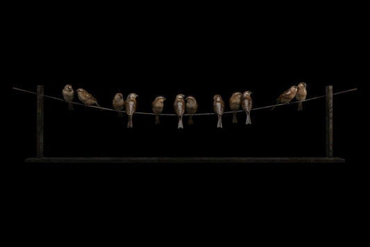 Twelve Sparrows