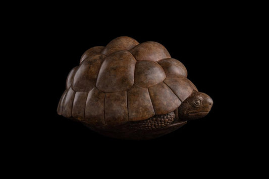 Tortoise